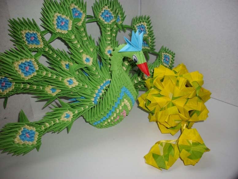 павлин куся павлин куся